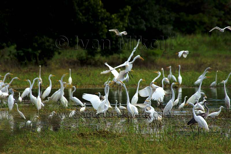 great egret